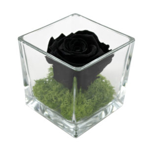 rosa stabilizzata di color nero su muschio verde in cubo di vetro