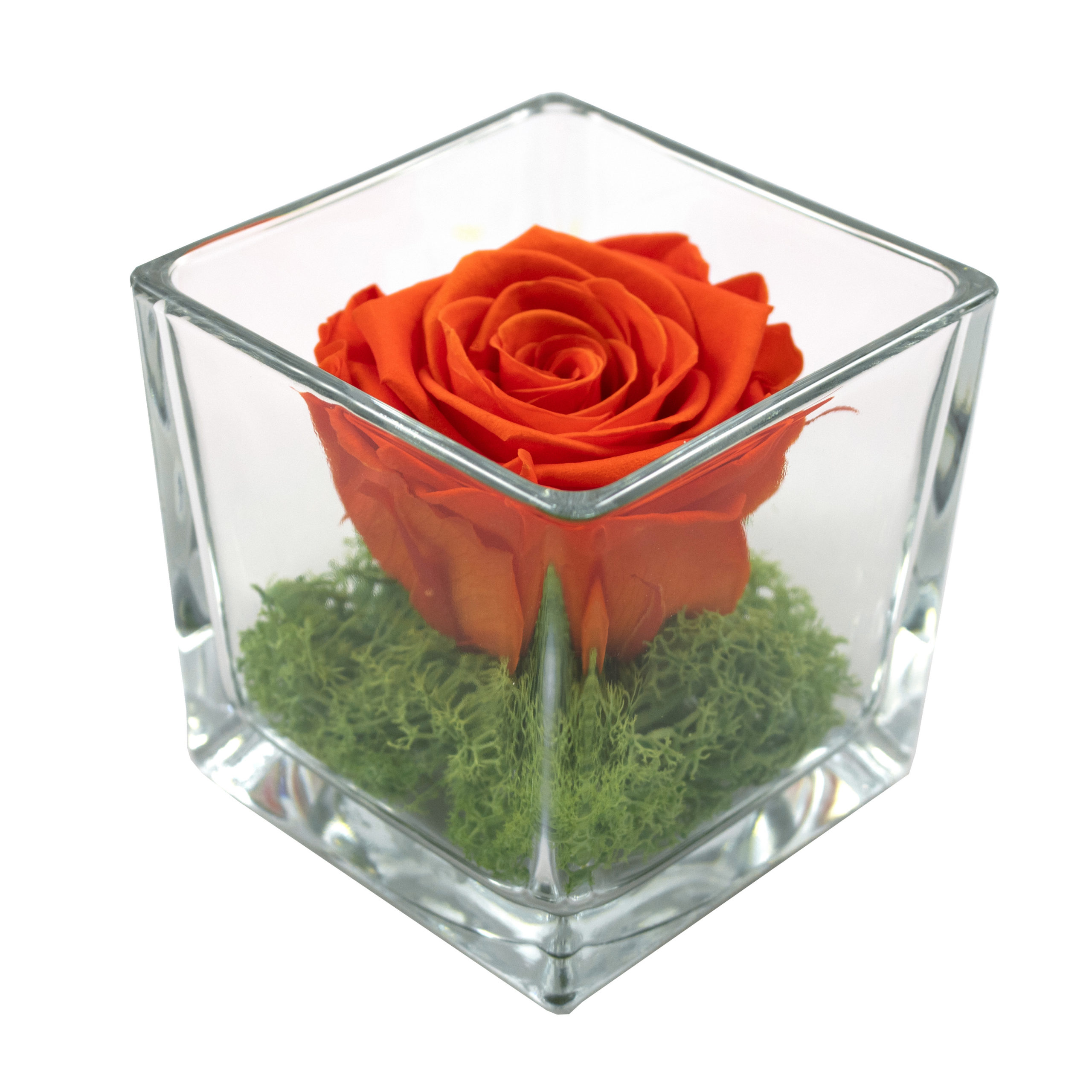 rosa stabilizzata arancione in cubo su muschio verde in cubo di vetro