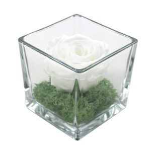 rosa bianca stabilizzata su muschio verde in cubo di vetro