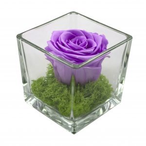 rosa stabilizzata di colore lilla viola in cubo di vetro