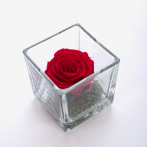 una rosa rossa stabilizzata in cubo di vetro
