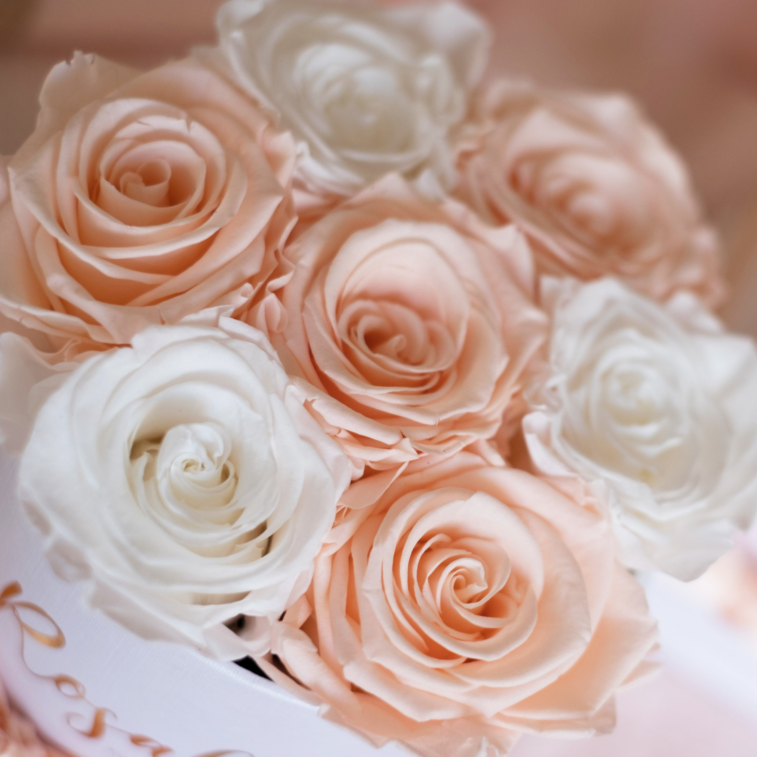 scatola di rose stabilizzate vista dall'alto con 4 rose di colore porcellana e 3 rose bianche