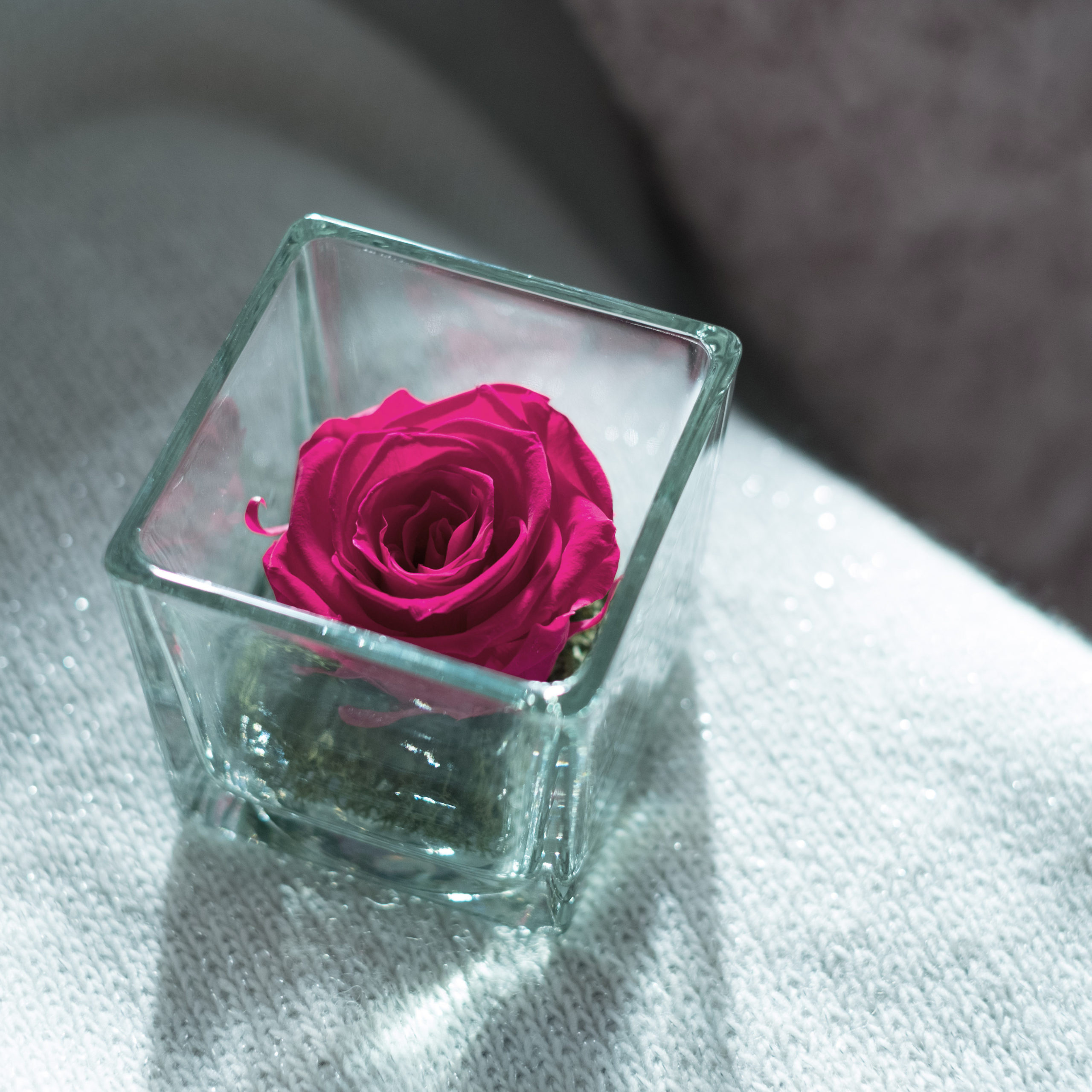 rosa stabilizzata di color fucsia in cubo di vetro