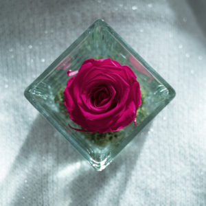 rosa stabilizzata di color fucsia in cubo di vetro su tessuto bianco